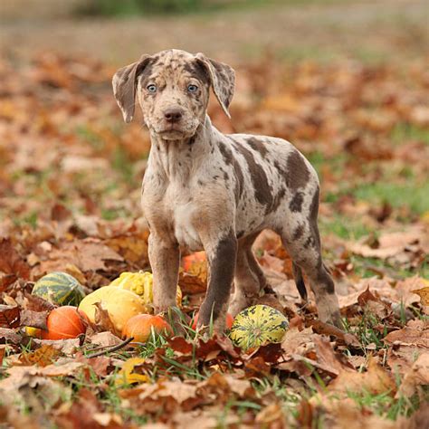 Royalty Free Catahoula Leopard Dog Pictures, Images and Stock Photos - iStock