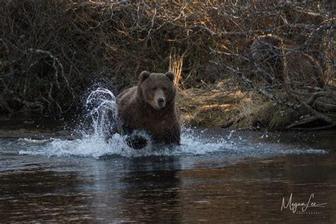 Kodiak Bear Fishing | This Kodiak sow has been incredibly su… | Flickr