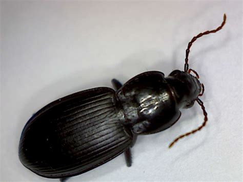 Ground beetle, Pterostichus - Foothill Sierra Pest Control