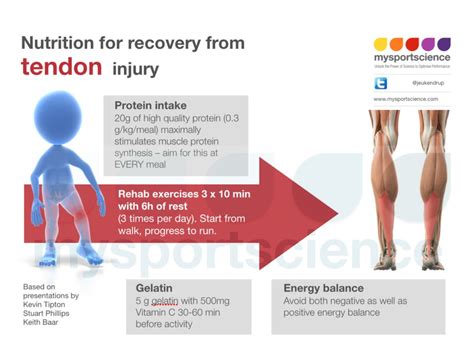 Nutrition for recovery from tendon injuries