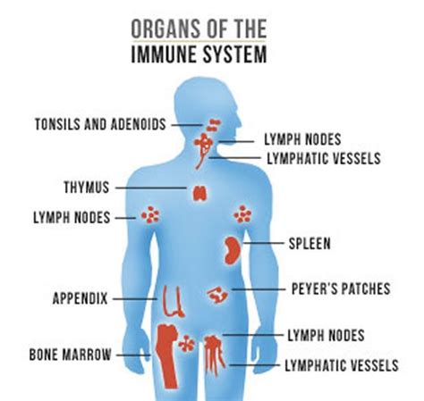 Brain Like Activity in Immune System Promises Better Disease Treatments - Neuroscience News