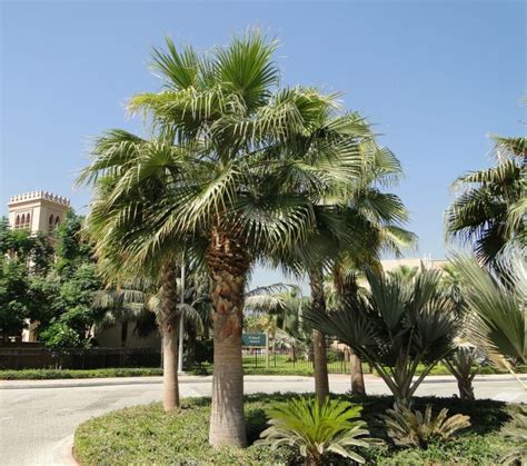 Washingtonia robusta Mexican Fan Palm | Buy online | Green Souq UAE