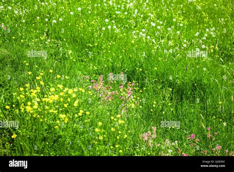 Mountain meadow with alpine flowers in summer Stock Photo - Alamy