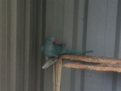 Parrot Breeding: Parrots for Sale