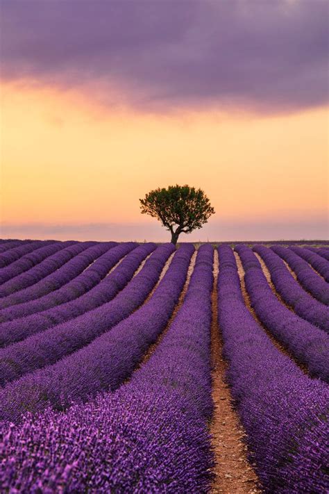 Lavender Field Sunset Scenery Print 100% Australian Made in 2022 ...