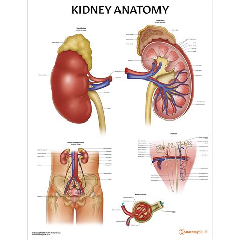 Kidney Anatomy Poster | Urology Nephron Chart