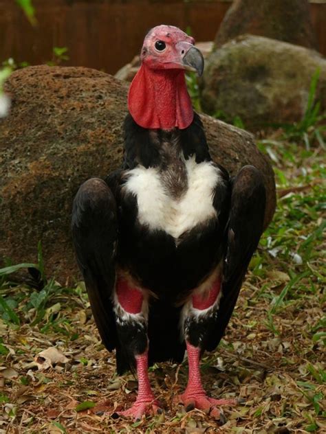 Sarcogyps calvus - Lappengeier - Red-headed vulture | Pet birds, Birds of prey, Colorful birds