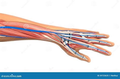 Human Hand Anatomy Illustration Stock Illustration - Illustration of biology, ache: 39723635