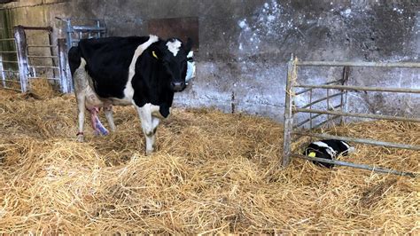 Autumn calving: Getting transition cow management right is vital - Agriland.ie