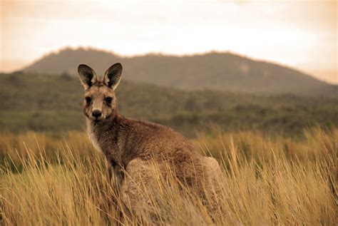 Australia is a unique wonderland of animals - Swain Destinations Travel ...