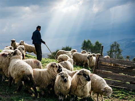 Sheep Herding Demonstration - Farm Experience - Airbnb