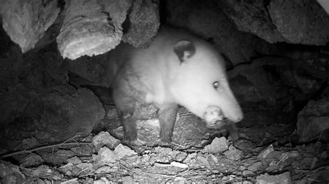 Opossum eating a bird | Texas Backyard Wildlife