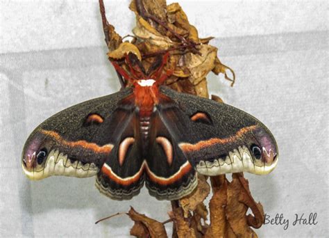 Third generation Cecropia moth - Betty Hall Photography