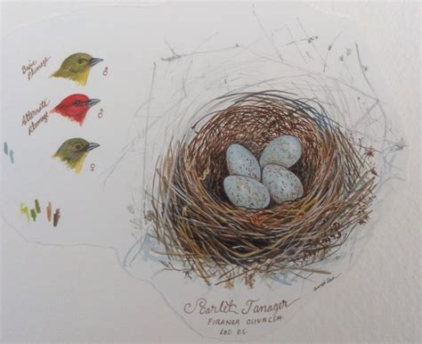 Scarlet Tanager Nest painted at the WFVZ by Maryjo Koch for her book 'The Nest' available for ...