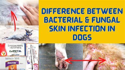 Are Dog Bacterial Skin Infections Contagious