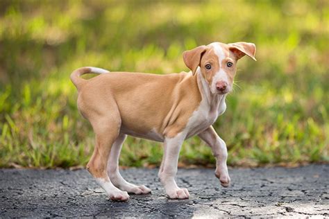 Ibizan Hound Puppies For Sale