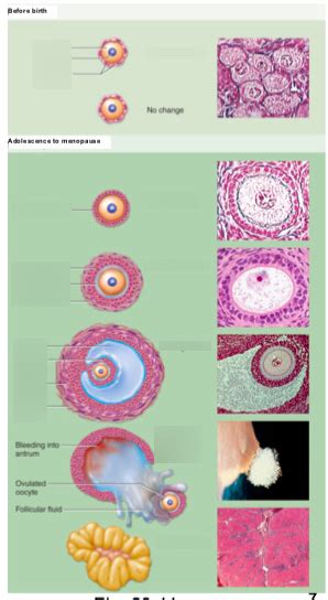 Folliculogenesis Diagram | Quizlet