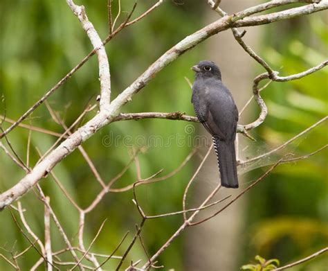 A Female Blue-crowned Trogon Stock Photo - Image of forests, grey: 20033228