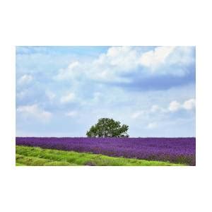 Cotswold Lavender Farm Harvest by Andrew Lockie