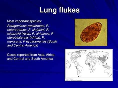 PPT - Trematodes (Flukes) and Cestodes PowerPoint Presentation - ID:172286