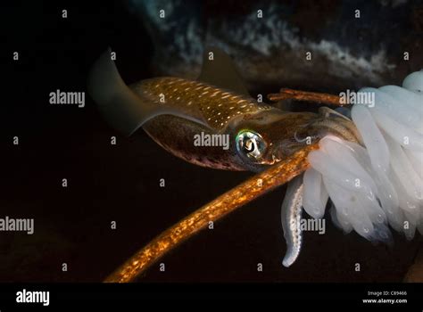 Squid laying eggs under water Stock Photo - Alamy