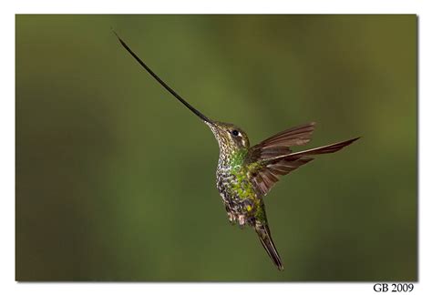 SWORD-BILLED HUMMINGBIRD