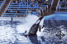 Orca GIFs | Tenor