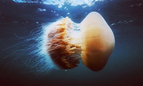 Nomura's Jellyfish :: Theworldofjellyfish