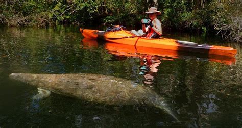 Self-Guided Kayaking Manatee And Dolphin Tour: Triphobo