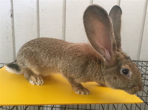 Continental Giant Rabbit: Facts, Temperament, Care, with Pictures