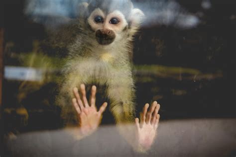 Finger Monkey Pictures | Download Free Images on Unsplash