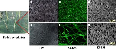 The morphological characteristics of paddy periphyton (a) by the ...