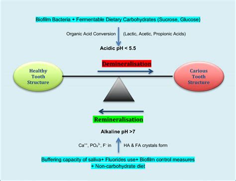 Demineralization and remineralization process in dental caries | Download Scientific Diagram