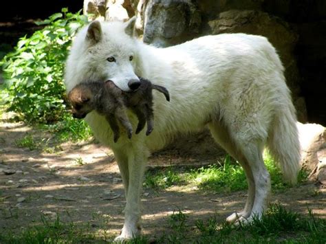 White Wolf : Stunning Images Showcase the Cuteness of Fluffy Arctic Wolf Pups with Moms