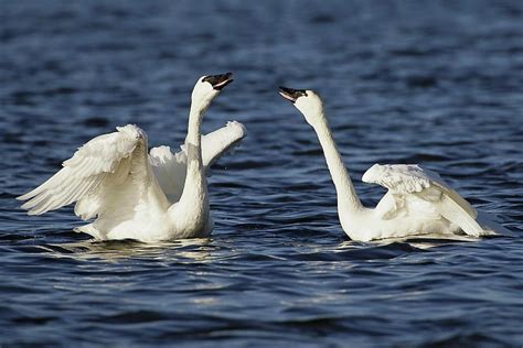 Tundra Swans Courting Photograph by Lori A Cash - Pixels