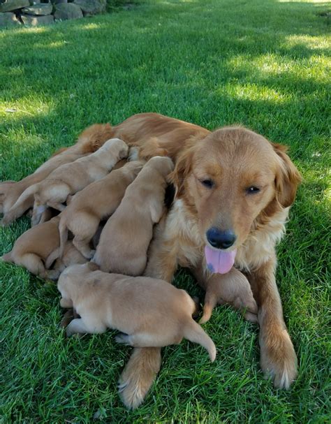 Golden Retriever Puppies For Sale | Waynesfield, OH #278834