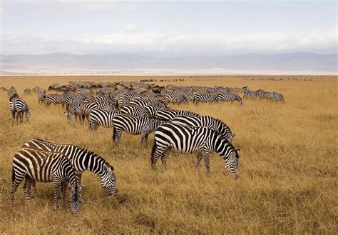 A Herd Of Zebras Photograph by Sean Russell - Fine Art America