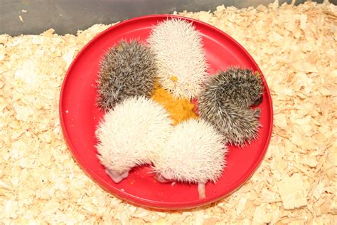 Watch Me Grow – Baby Hedgehogs Growing Up! — Hamor Hollow Hedgehogs