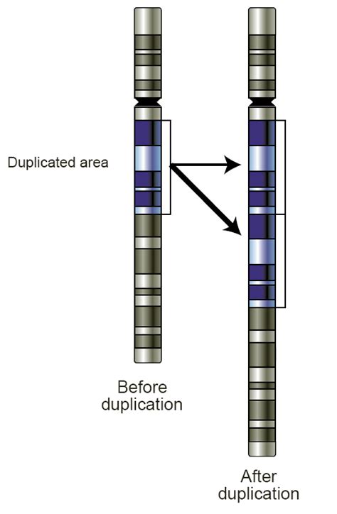 18.4D: Gene Duplications and Divergence - Biology LibreTexts