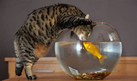 Impossible Love, love, kiss, cat, fish, friends HD wallpaper | Pxfuel