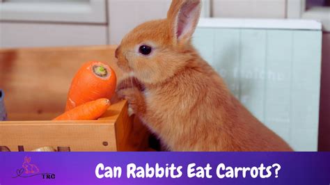 Can Rabbits Eat Carrots? Truth About This Historic Food!