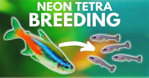 How To Breed Neon Tetras? - The Complete Guide | FishTrivia