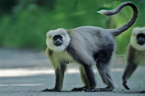 Kashmir Grey Langur, Dachigam National Park, Jammu & Kashmir ...