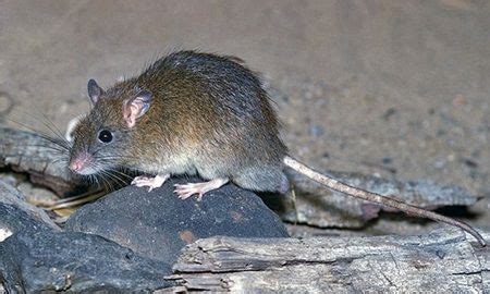 Bush Rat (Rattus fuscipes) Australia | Bush rat, Nocturnal animals, Nature animals