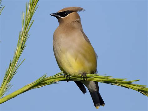 Cedar Waxwing | Celebrate Urban Birds