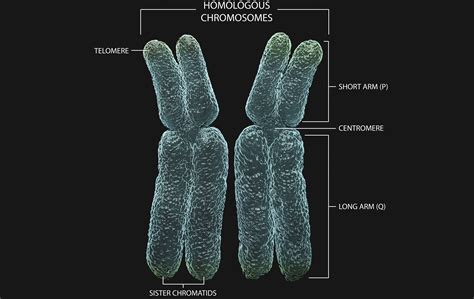 A Genetics Definition of Homologous Chromosomes