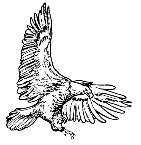 Eagle Line Drawing - ClipArt Best