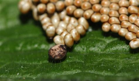 Life Cycle of a Silkworm: From Tiny Eggs to Silken Threads - Animal Hype