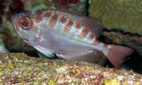 Fishes of Flower Garden Banks National Marine Sanctuary-Part 1 of 3