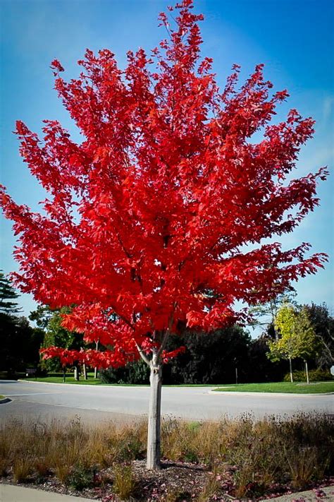 Autumn Flame Red Maple For Sale | The Tree Center